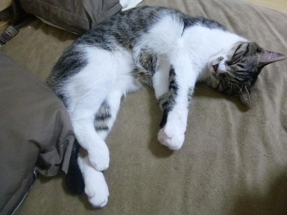 棋局与棋子，红牛二队的精密战术如何让哈斯车队的挣扎成为背景板