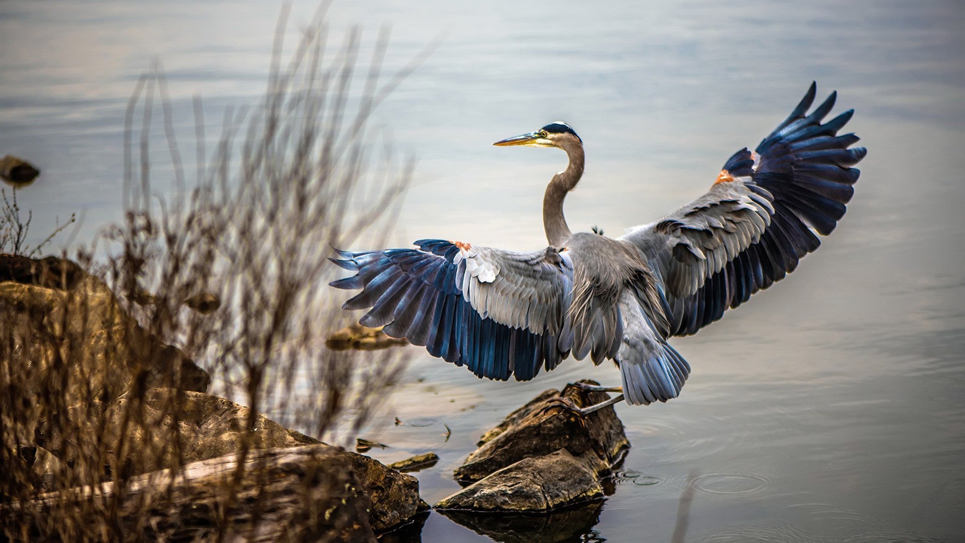 鏖战绿军，利拉德独舞，尼克斯加时险胜凯尔特人的高光之夜