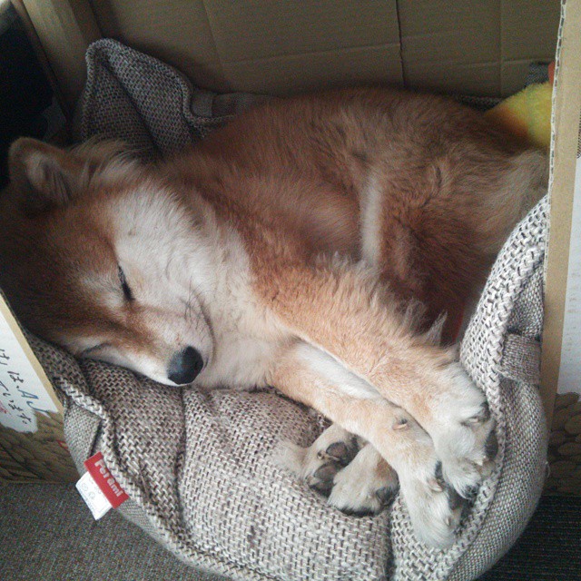 新王举旗，汉密尔顿扛起迈凯轮，法拉利力克雷诺车队登顶