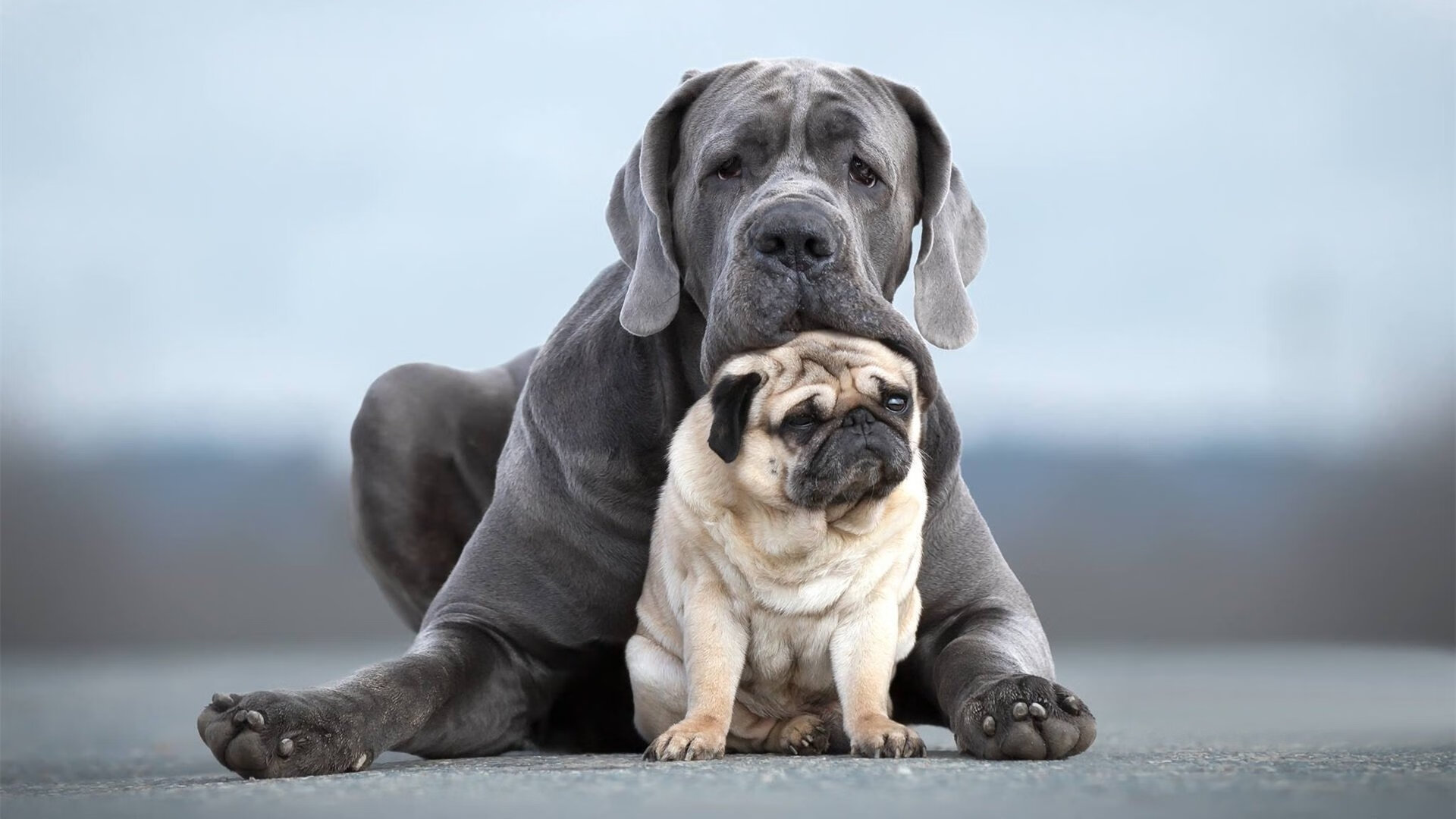 决赛日暗流，看台这边庆祝着国羽凯旋，对面正直播桃田贤斗的火焰之舞