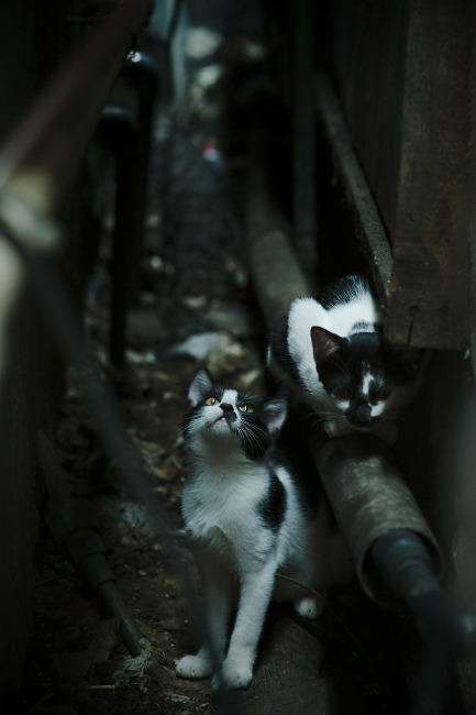 火焰终被冰川覆盖,法国队逆转印尼,安赛龙虽点燃赛场却难挽狂澜