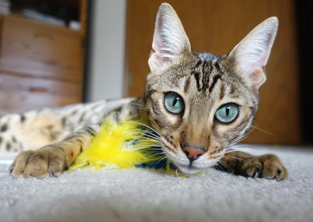 史诗翻盘,许昕决胜局三记足球式抽杀击穿英格兰防线