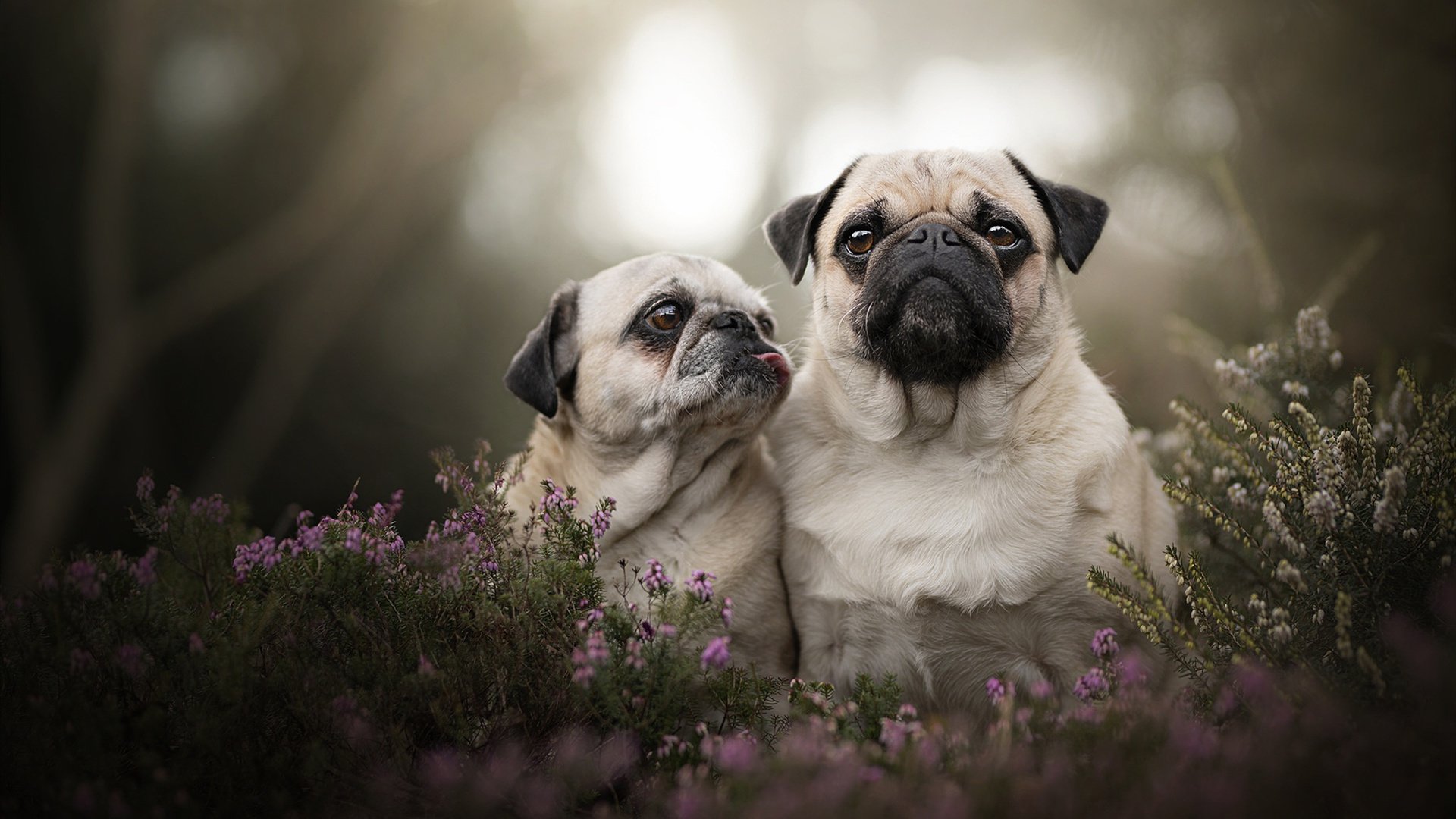 跨越经纬的统治,佩德里的魔术与马竞体系的降维打击