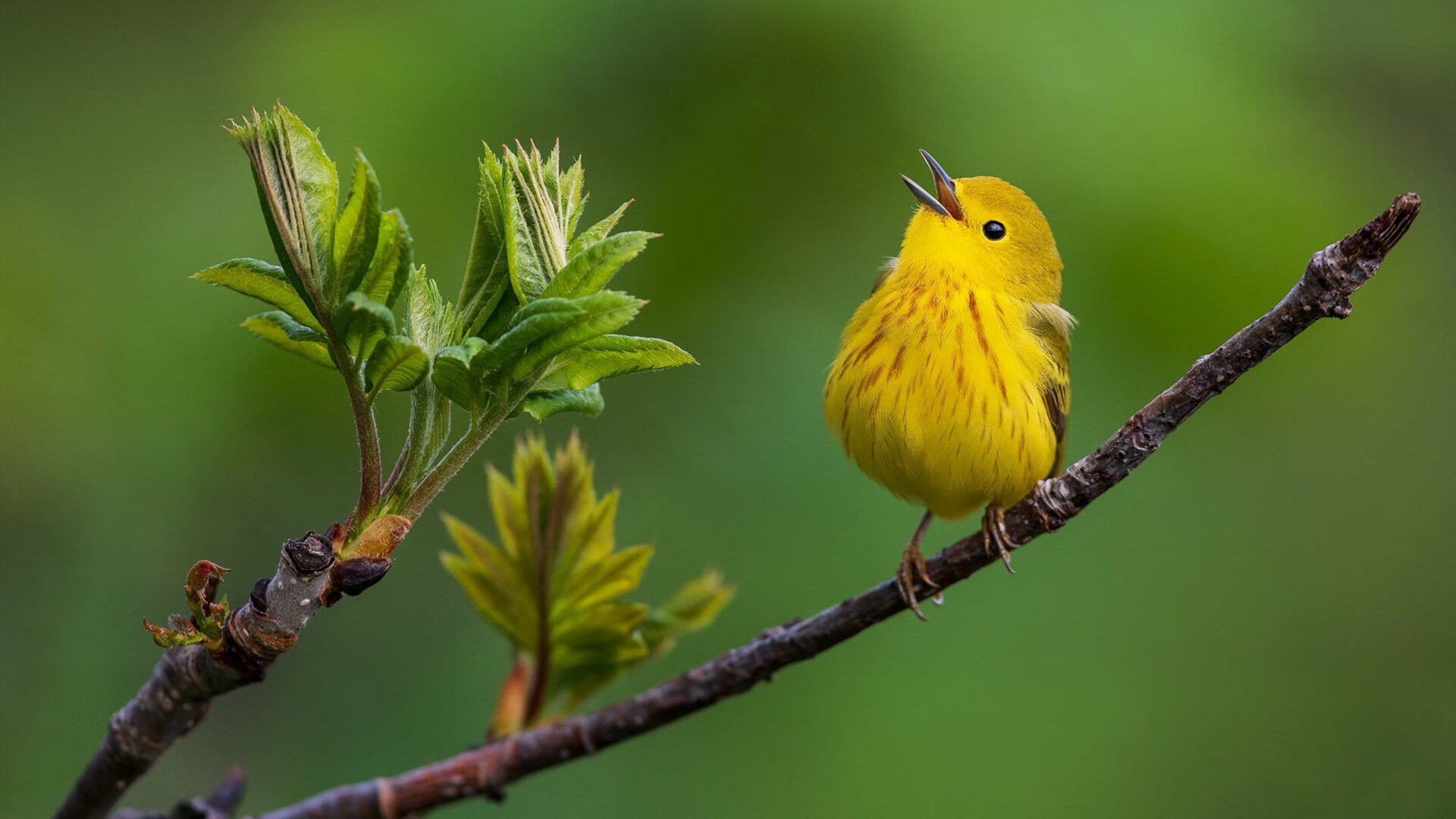 篮球无疆界,奇战铸经典,新疆队正面击溃凯尔特人,拉梅洛惊艳四座
