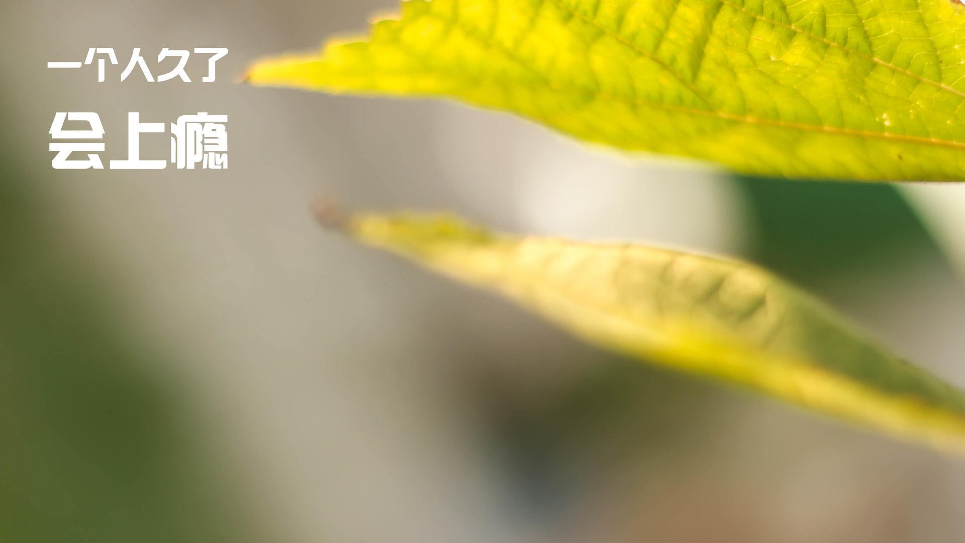 阿坎吉一柱擎天诠释何谓全场最佳,波兰用节奏枷锁扼杀加拿大