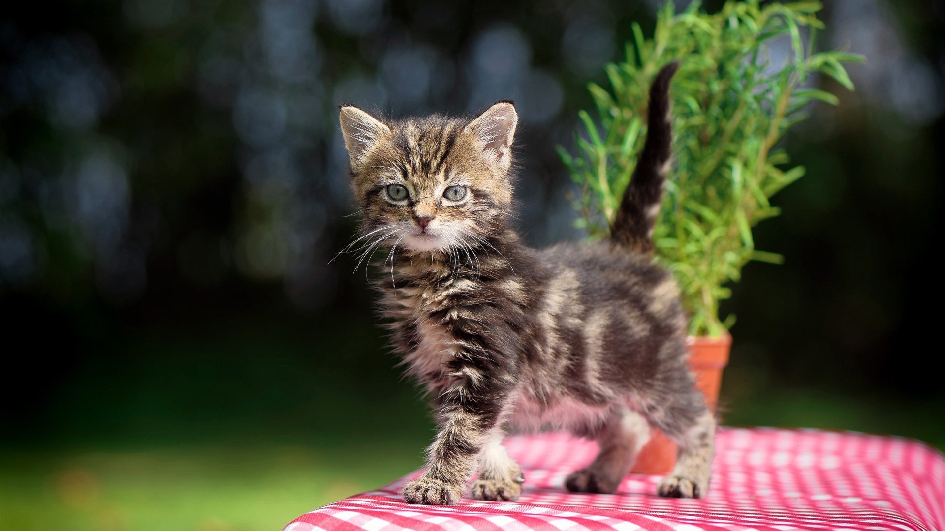 篮球大航海时代，文班亚马数据全面爆炸与浙江队血拼森林狼的背后