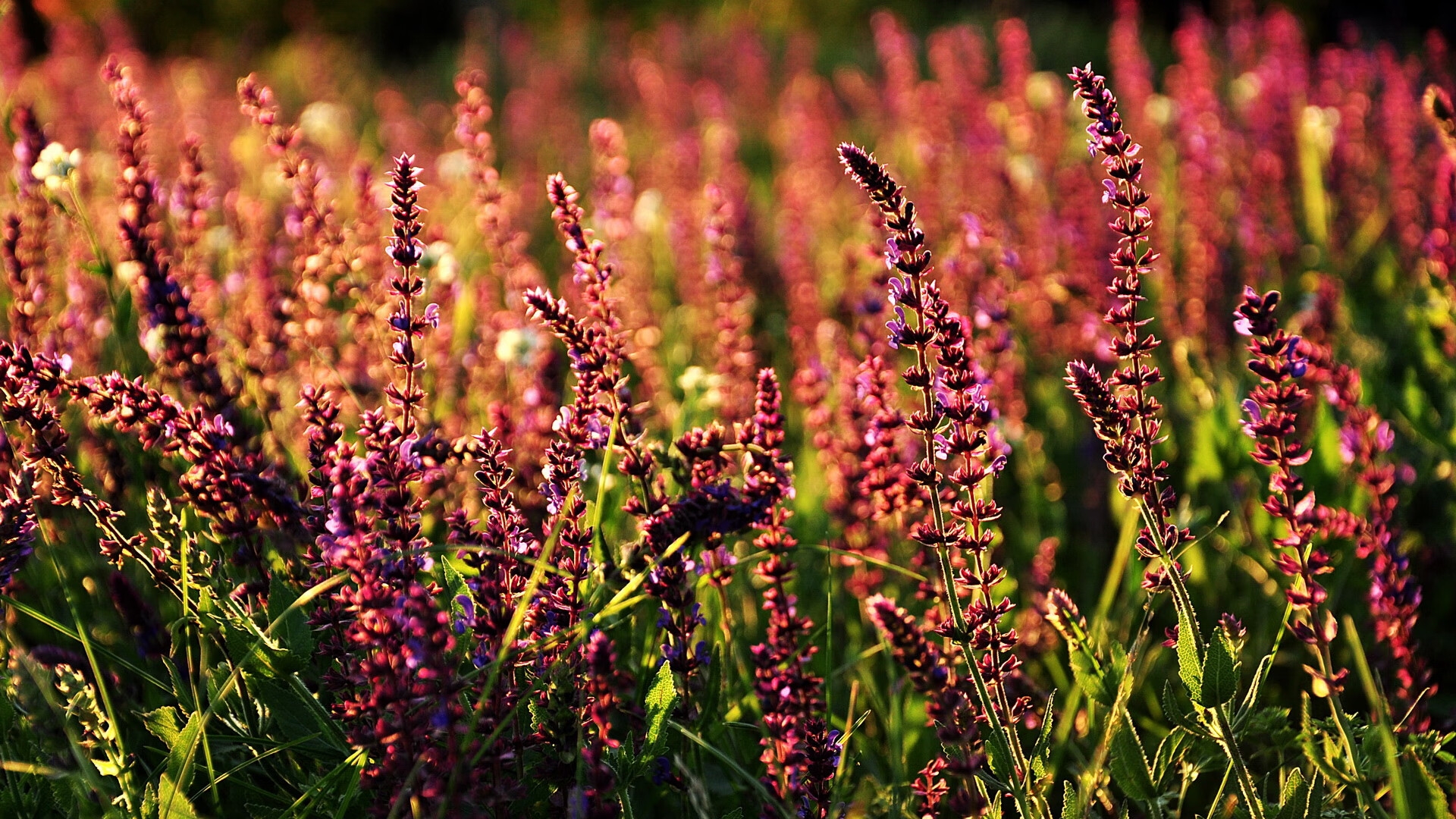 淬火獠牙,当福克斯亮出实力的夜晚,猛龙已然收割广厦