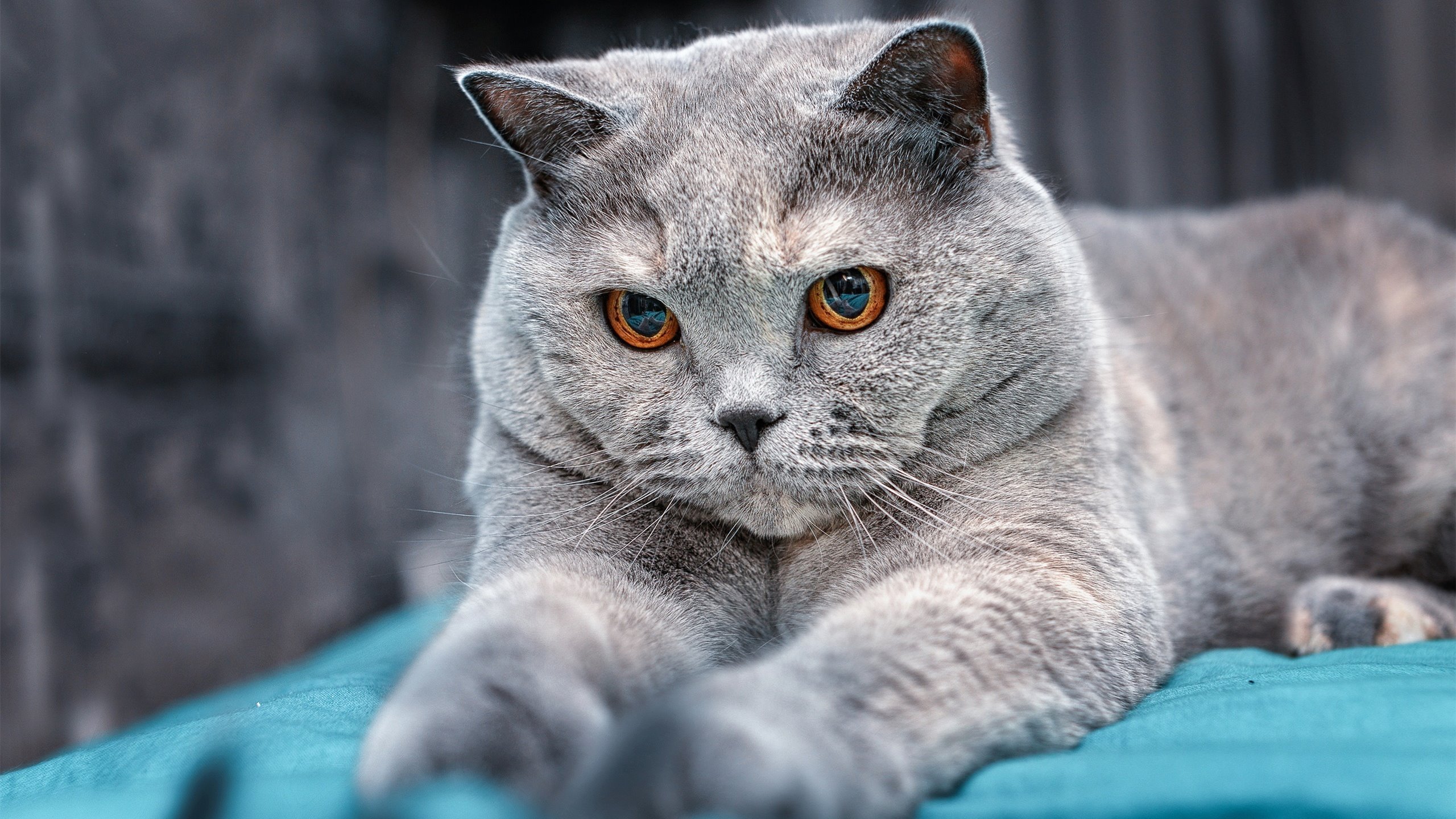 钢铁防线对决空中芭蕾，当广厦打穿黄蜂，塔图姆的跨界启示录