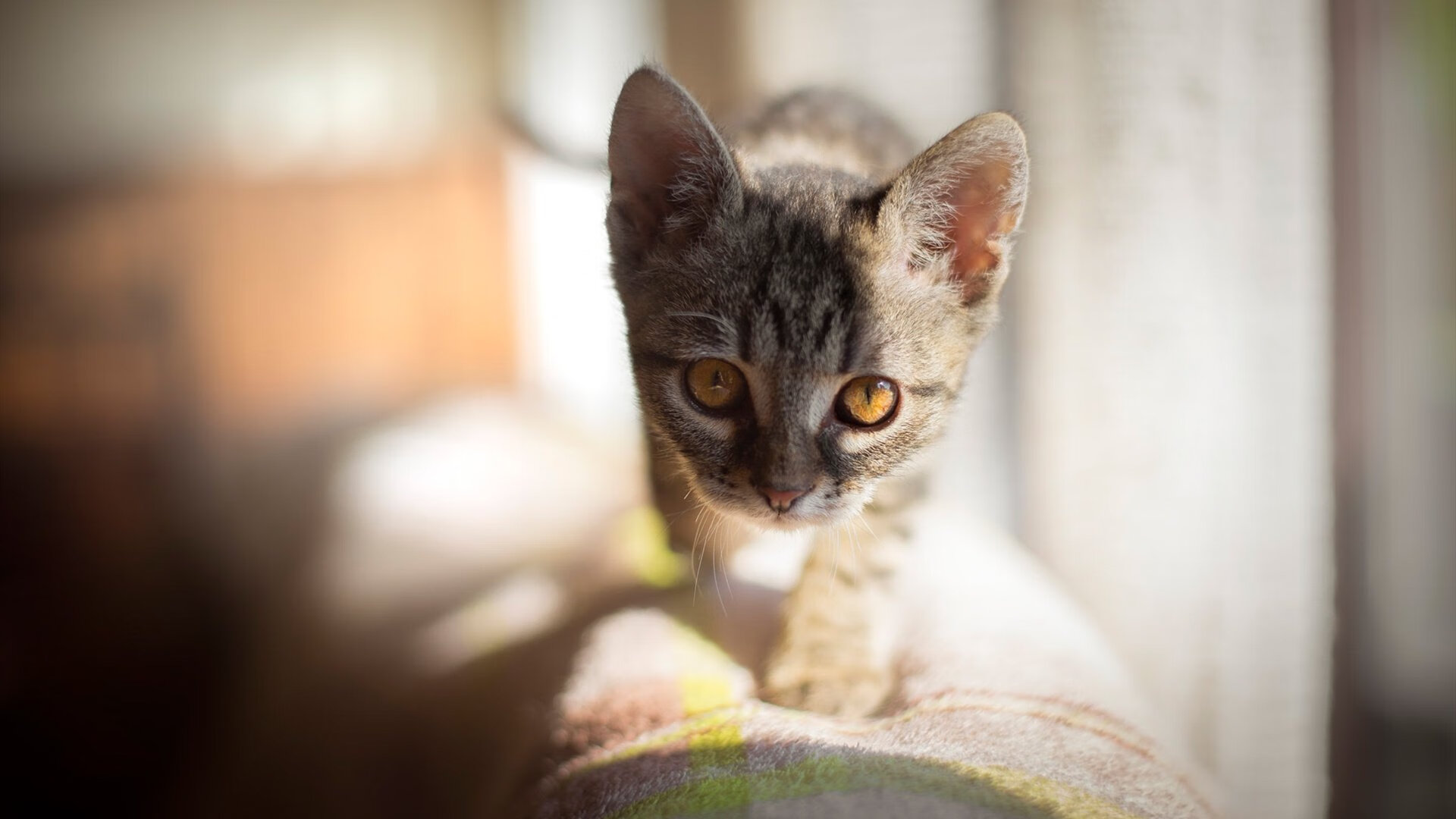 天幕下的金字塔，萨拉赫在2026世界杯之夜的永恒坐标